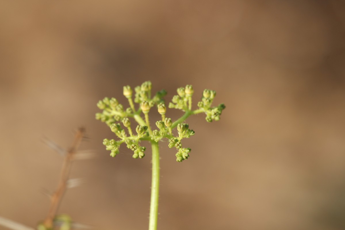 Cyphostemma setosum (Roxb.) Alston